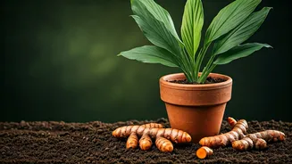 Cultivate Your Own Spice: A Comprehensive Guide to Growing Turmeric in Pots