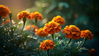 Pest-Smart Gardening Gets A Marigold Boost