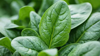 10 Ways to Embrace Spinach (Palak) for a Healthier You!