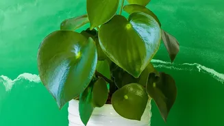 Houseplants Add Beauty, But New Research Questions Their Air Cleaning Impact