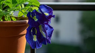Cultivate Divine Blue Blooms: Your Balcony Guide to Aparajita Flowers