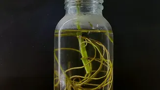 Agricultural Waste Used To Create Non Flammable EV Batteries From Plant Electrolytes