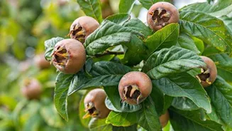 Medlar fruit: Nutrition, culinary uses, and more