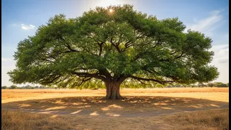 Neem Shade Is The Practical Cooling Flex
