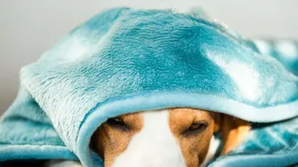 Why Rainy Monsoon Walks Trigger Dog Paw Fungal Infections And How To Prevent Them