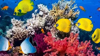 How Visitors To Lakshadweep Help Maintain Coral Reef Ecosystems By Following Local Travel Guidelines