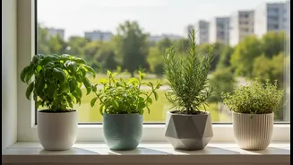 Why windowsill herb garden project simplifies apartment farming with 4 aromatic greens