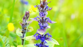 Rare Neelakurinji Flowers Return To Munnar In A Major 2026 Bloom: The Facts That Matter Most