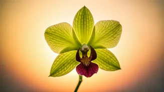 Cancer Horoscope March 20, 2026: Family, Business Boost & Love Blooms