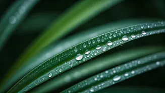 How To Achieve Dewy Monsoon Faces Using Botanical Science