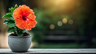 Grow This Tropical Beauty In Small Spaces