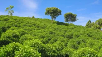Coffee Plantation Holidays Bring Scenic Views At Affordable Prices