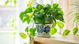 Uneven plant growth? This simple trick may help