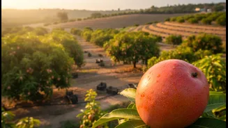 Can Mango Festivals improve climate-resilient farming and culinary heritage without short-term festival hype?