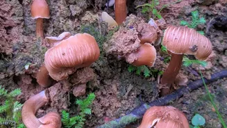 Why Buying Unknown Mushrooms Can Be Dangerous During Monsoon
