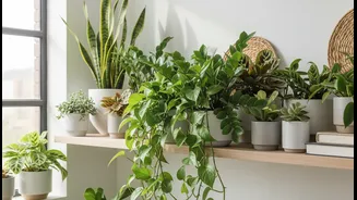 These Green Companions Need Very Little Attention