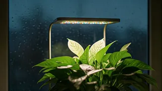 Smart Indoor Grow Lights Keep Plants Happy On Rainy Days