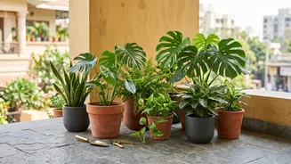 Post-Monsoon Plant Care: What Indian Balcony Gardeners Should Know