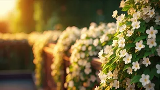 Jasmine Makes Terrace Gardens Feel Romantic Fast