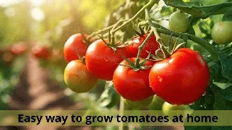 Simple tricks to grow healthy tomato plants in your home garden