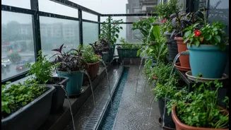 Peak Monsoon Gardening Starts With Better Balcony Drainage And Smarter Water Flow