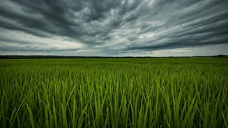 Why Agriculture Depends On July Weather