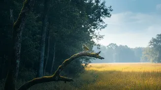 An AI Model Maps Birdsong Differences Across Forests and Open Habitats