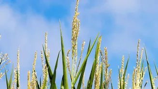 India's Three Growing Seasons Brings Kharif Timing and Zaid Timing Together in One Story