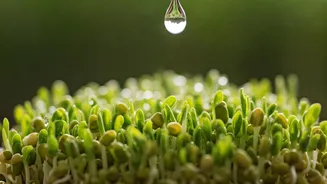 The Safer Way To Enjoy Moong Sprouts