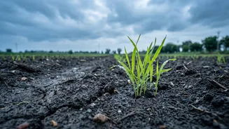 How Soil Moisture And Late-Monsoon Rain Could Shape India's Kharif Harvest