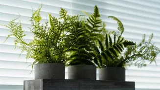 How to keep your indoor ferns healthy