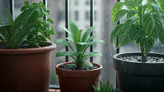 July Plant Care Has Entered The Balcony