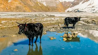 Wildlife Tourism in Ladakh Gets a Conservation-Led Framework