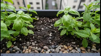 How low-cost drainage upgrades protect your balcony patch from monsoon fungal gnats