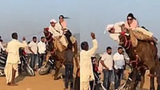 Video: Couple Falls Off 'Distressed' Camel Moments After Climbing On It in Pushkar Mela