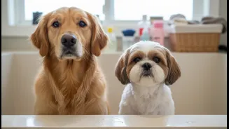 How To Keep Golden Retrievers And Shih Tzus Safe From Wet-Coat Skin Pathology Sequences Now