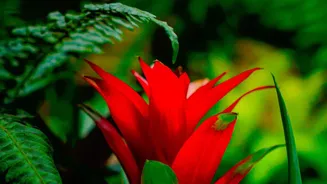 Tropical Home Garden Plants: Choosing Plants For Light And Growing Conditions
