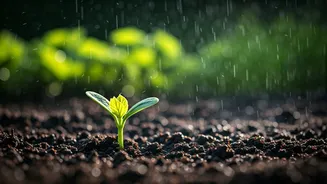 Rainy Season Is The Best Planting Nudge