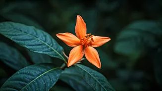 Indian Homes Need This Rainy Flower Surprise