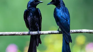 Researchers Analyse 116,000 Recordings to Identify Birdsong's Core Motifs