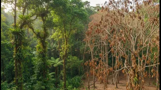 Tropical Forest Forecasting In A Hotter World Is The Bigger Story Behind Drought Risk Across Tall And Small Tropical Trees