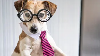 A Pet-Safe Cleaning Plan Separates Animals from the Work Area