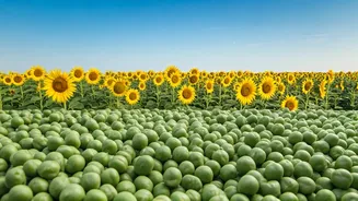 Karnataka Sunflower & Maharashtra Gram: Centre Boosts Farmer Support with MSP and Extended Procurement Windows