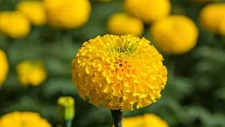 Basant Panchami 2026: Wishes, Messages, and Celebrations!