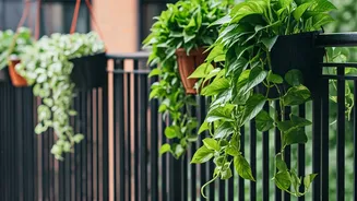 Hanging Baskets Filled With Trailing Pothos Are Ultimate Balcony Decor