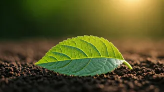 The Energy Drain: Unveiling The Vegetarian Vitamin B12 Dilemma