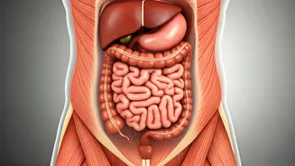 Beyond Belly Fat: Understanding Bloating, Digestion, and Core Pressure for a Flatter Tummy