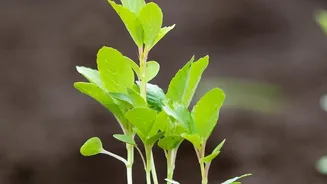 Latest Update On Which Common Plants Grow Well From Cuttings