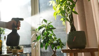 5 benefits of misting indoor plants