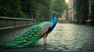 Mumbai Rain Brings Surprise Nature Main Characters